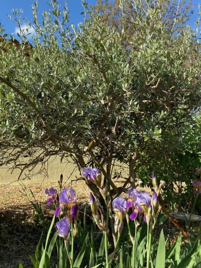 Bed and Breakfast L'Eveil En Provence Entrecasteaux Zewnętrze zdjęcie